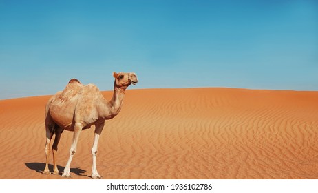  A lonely camel in the desert                              