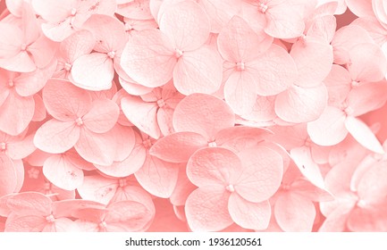 Fondo floral natural delicado en colores pastel rosa claro. Flores de hortensia en primer plano de la naturaleza con enfoque suave.