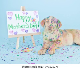Một chú cún Lab nhỏ nhắn ngọt ngào trông như thể nó vừa làm một bức tranh lộn xộn để vẽ cho Mẹ.