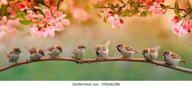 kleine grappige vogels en vogelkuikens zitten op de takken van een appelboom met roze bloemen in een zonnige lentetuin