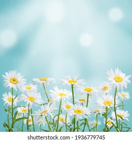 Tarjeta de primavera con flores de manzanilla y lugar para tu texto.