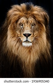 Portret van een mooie leeuw, leeuw in het donker.
