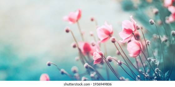 柔らかい選択的なフォーカスを持つターコイズ ブルーの背景に夏の春のクローズ アップで屋外アネモネの優しいピンク色の花。自然の美しさを繊細で幻想的なイメージ。