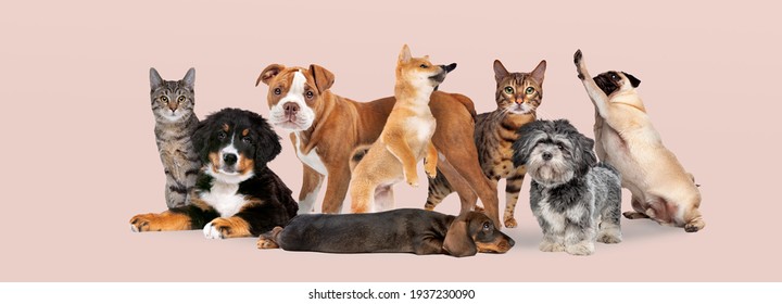 grupo de ocho gatos y perros aislados en un fondo rosa pastel