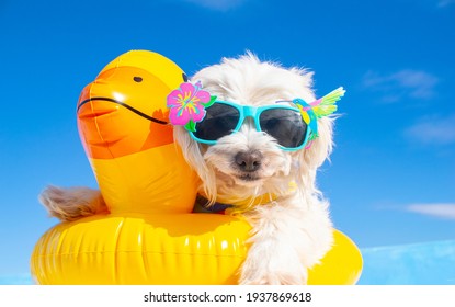 perro feliz con gafas de sol y anillo flotante