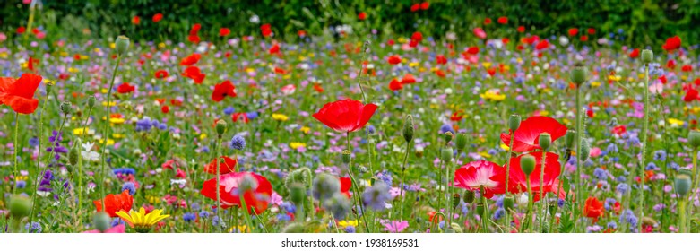 Mehrfarbige blühende Sommerwiese mit rotrosa Mohnblumen, blauen Kornblumen. Wildes Sommerblumenfeld. Sommerlandschaftshintergrund mit schönen Blumen. Banner