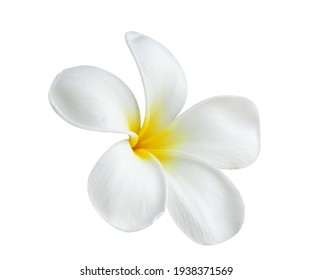 Blühende Phumelie oder Champa-Blume isoliert mit Beschneidungspfad auf weißem Hintergrund