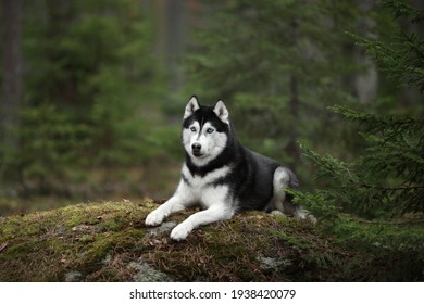 Mooie Siberische Husky-hond met blauwe ogen in het bos