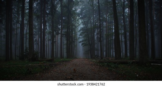 Bosque oscuro en niebla de otoño