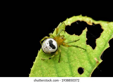 Top view Araneus mitificus spider or also known as Kidney garden spider, a species of orb weaver spider with a thick moustache man’s face on upper abdomen