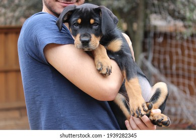 Un joven sosteniendo un cachorro Rottweiler en el patio trasero: amistad humana y animal, el mejor amigo del hombre, humano y perro