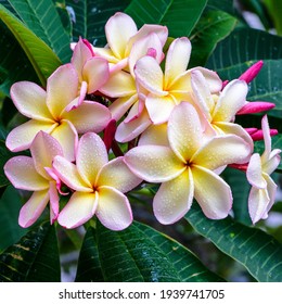 Plumeria- oder Frangipani-Blüten, die häufig in südostasiatischen Ländern wie Singapur, Thailand, Indonesien und Hawaii zu finden sind.