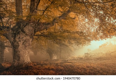 Mistig herfstbos met paardensilhouetten in een mistige ochtend. Het oude beukenbos ligt in het noorden van Spanje.