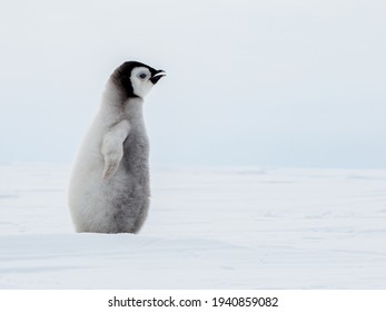 solitary Emperor Penguin Chick with outstretched flipper