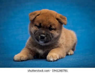 Een zeer pluizige schattige puppy die zit en poseert voor de fotoshoot, recht in de camera kijkend als een professioneel model [Shiba inu]