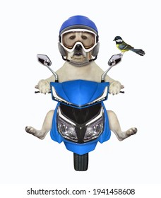 青いオートバイのヘルメットをかぶった犬のラブラドールがバイクに乗っています。白色の背景。分離されました。
