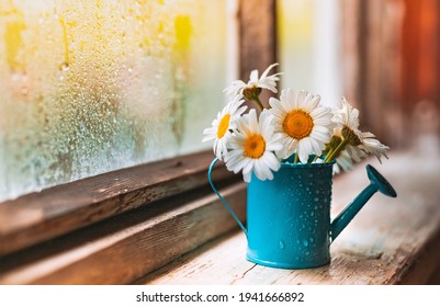 装飾的な青いじょうろは、春の夏の雨の後、村の濡れた窓に野の花の白いヒナギクを花瓶に入れることができます。大気の叙情的なロマンチックなグリーティング カード。