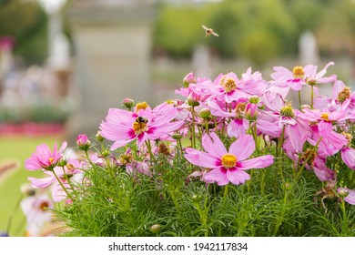 Schöne Ansicht der rosa Blumen im Garten mit verschwommenen Bäumen als Hintergrund. Erstaunliche Nahaufnahme der Gruppe der schönen bunten Blumen mit grünem Laub in der Ferne. Naturlandschaften