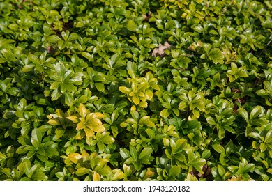 Spring Green Foliage of the Japanese Spurge Plant (Pachysandra terminalis) Growing in a Woodland Garden in Rural Devon, England, UK