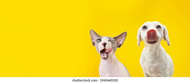 Banner zwei lustige hungrige Haustiere, Hund und Sphynx-Katze, die sich die Lippen lecken. Isoliert auf gelbem Hintergrund.