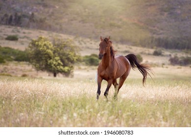 Een paard in een veld