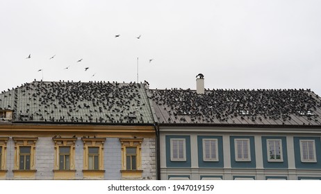 家の屋根に集まるドバトで覆われた市内中心部の建物、鳥の人口過多の概念