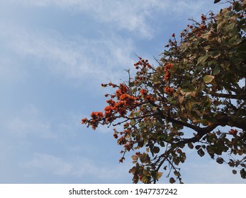 Butea monosperma o flor de teca bastarda en árbol en fondo de cielo azul. Flor autóctona de Butea. Plaso monosperma, Butea frondosa, Erythrina monosperma. Sus otros nombres incluyen llama del bosque.