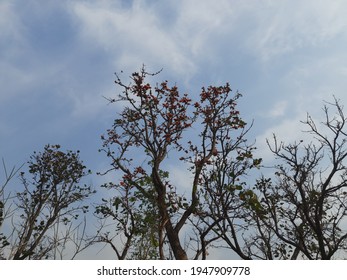 Butea monosperma o flor de palash de la India en árbol. Flor autóctona de Butea. Plaso monosperma, Butea frondosa, Erythrina monosperma. Sus otros nombres incluyen llama del bosque y teca bastarda.