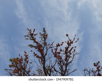Butea monosperma o flor de palash de la India en árbol. Flor autóctona de Butea. Plaso monosperma, Butea frondosa, Erythrina monosperma. Sus otros nombres incluyen llama del bosque y teca bastarda.