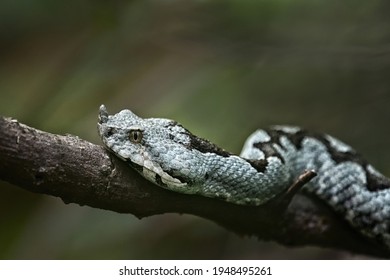 Close up of Horned viper at Paklenica National park, Croatia. Photo of dangerous grey European snake. Venomous viper at the forest with green background. Detail of the head of sand viper.