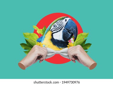 Digital collage modern art. Macaw head, with hands tying bow