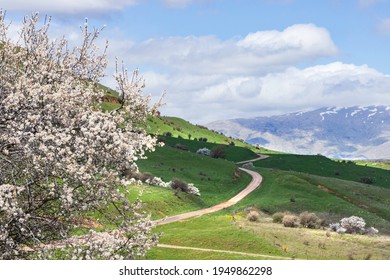 雲の中に雪をかぶったヘルモン山の景色と、開花したシリアナシの木