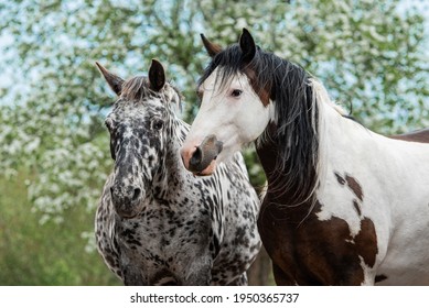 Hai con ngựa đứng bên nhau trong khu vườn nở hoa vào mùa hè