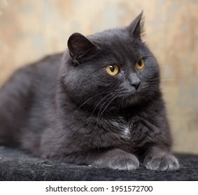 Hình ảnh mèo xám mắt vàng