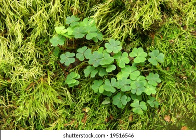 Patch of Three Leaf Clover with Moss Background Horizontal