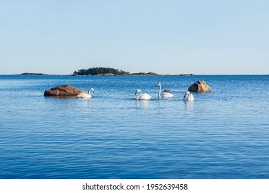 Familia de cisnes cantores (Cygnus cygnus) en el agua de mar, Hanko, Finlandia