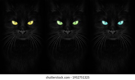 Black Cat kijken naar de camera, Close-up kat portret.