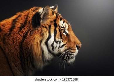 Profiel portret van Bengaalse tijger, Panthera tigris tigris, geïsoleerd op grijs-zwarte background