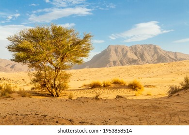 サハラ砂漠の緑の植物。サハラヒノキまたはタルート (Cupressus dupreziana)、非常に珍しい針葉樹タドラルト地域、タシリ ナジェール国立公園、サハラ、アルジェリア、北アフリカ。