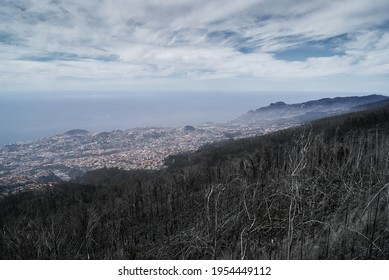 burnt forest madeira island landscape, Funchal city on background