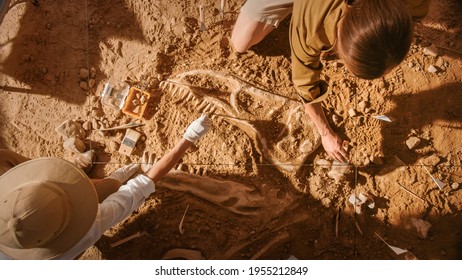 トップダウン ビュー: 新たに発見された恐竜の骨格を掃除する 2 人の偉大な古生物学者。考古学者が新種の化石を発見。考古学的発掘発掘現場。