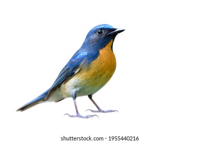 fascinovaný modrý vták s oranžovou hruďou až po brucho, plne stojace detaily od hlavy po chvost, čínsky modrý muchár (Cyornis glaucicomans)