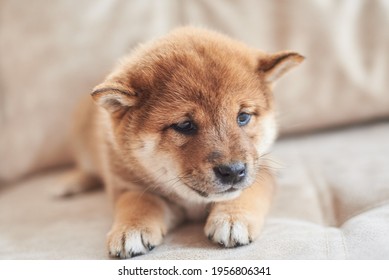 Kleine Shiba Inu-puppy die op de bank ligt