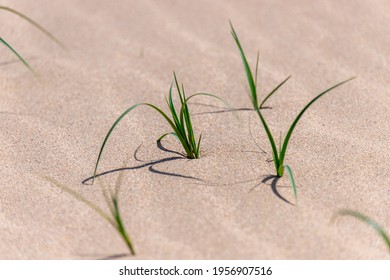 The few young Imperata cylindrica (also known as cogongrass or kunai grass) on sand dune. Stylish, green, nature and environmental concept. The baby weeds growing in dried sand ground in desert area