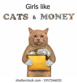 Un gato rojizo sostiene una billetera de cuero naranja con dólares. A las chicas les gustan los gatos y el dinero. Fondo blanco. Aislado.