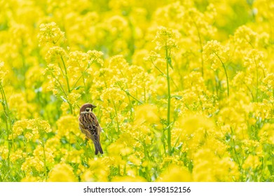 Một chú chim sẻ nhỏ trên cánh đồng hoa cải dầu vàng tháng 5, Nhật Bản