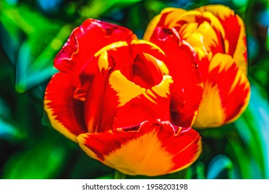 Primavera amarilla roja Banja Luka Darwin Tulipanes híbridos en flor Macro. El nombre de una ciudad en Bosnia, los tulipanes son nativos de Turquía.
