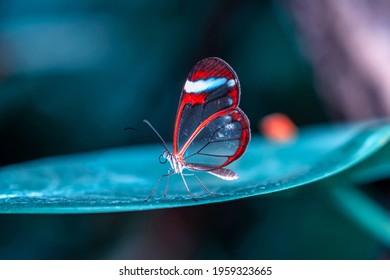 Tomas macro, hermosa escena natural. Closeup hermosa mariposa sentada en la flor en un jardín de verano.