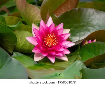 Nymphaea Escarboucle - Wasserpflanze aus der Familie Nymphaeaceae. Lotusblüte oder orangerote Seerose in den großen grünen Blättern. Rosa Blume für Tapeten oder Hintergrund. Nahansicht.