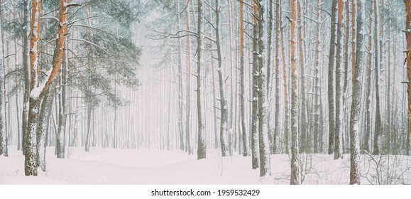 Smuk snehvid skov om vinteren frostdag. Sne i vinterfrost skove. Snevejr. Vinter sneklædt nåleskov. Snestorm på blæsende dag. Panorama panoramaudsigt.